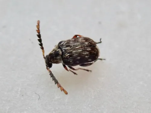 Bruchidius varius
