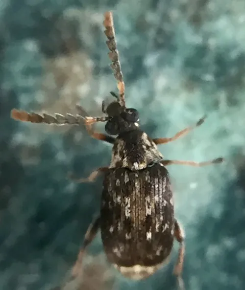Bruchidius varius - photo 3