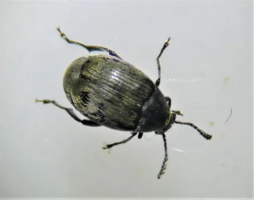 Bruchidius villosus