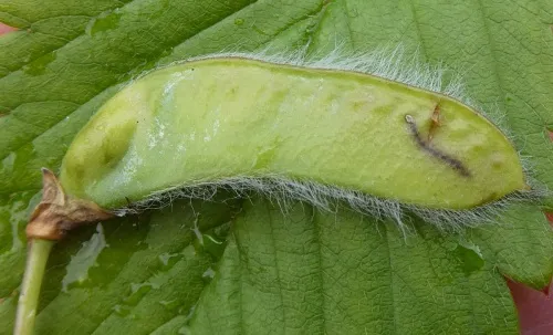 Bruchidius villosus - photo 2