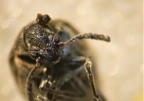 Bruchidius villosus - photo 4