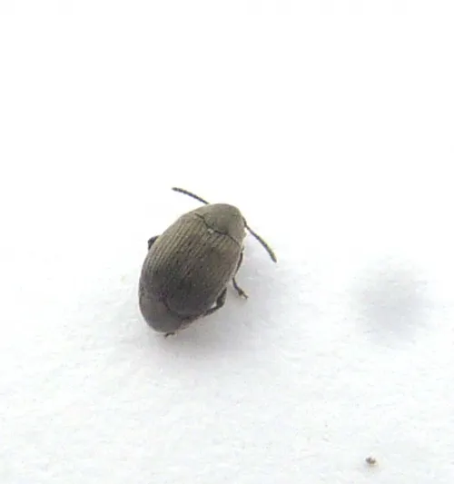 Bruchidius villosus - photo 5