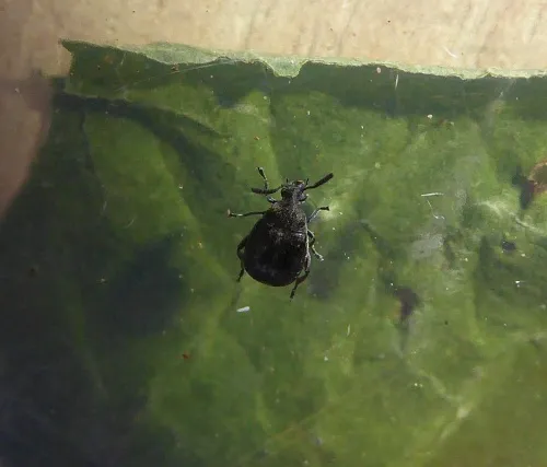 Bruchidius villosus - photo 6