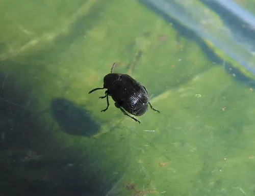 Bruchidius villosus - photo 7