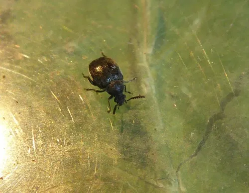 Bruchidius villosus - photo 8