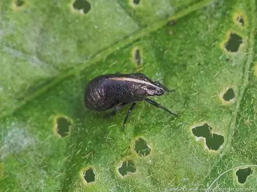 Bruchomorpha abrupta