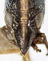 Bruchomorpha bunni - photo 3