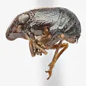 Bruchomorpha bunni - photo 5
