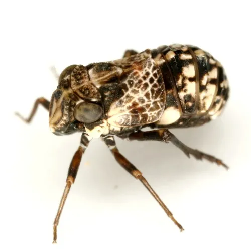 Bruchomorpha decorata