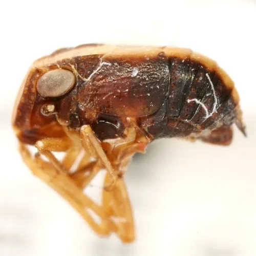 Bruchomorpha dorsata - photo 2