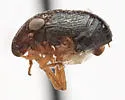 Bruchomorpha keidensia