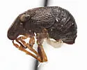 Bruchomorpha keidensia - photo 3