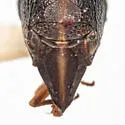 Bruchomorpha keidensia - photo 4