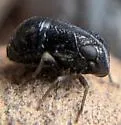Bruchomorpha minima