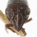 Bruchomorpha minima - photo 5