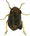 Bruchomorpha mormo
