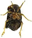 Bruchomorpha mormo - photo 3