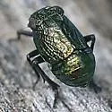 Bruchomorpha mormo - photo 4