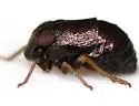 Bruchomorpha pallidipes - Bruchomorpha pallidipes