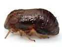 Bruchomorpha pallidipes - photo 2