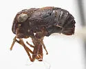 Bruchomorpha pallidipes - photo 4