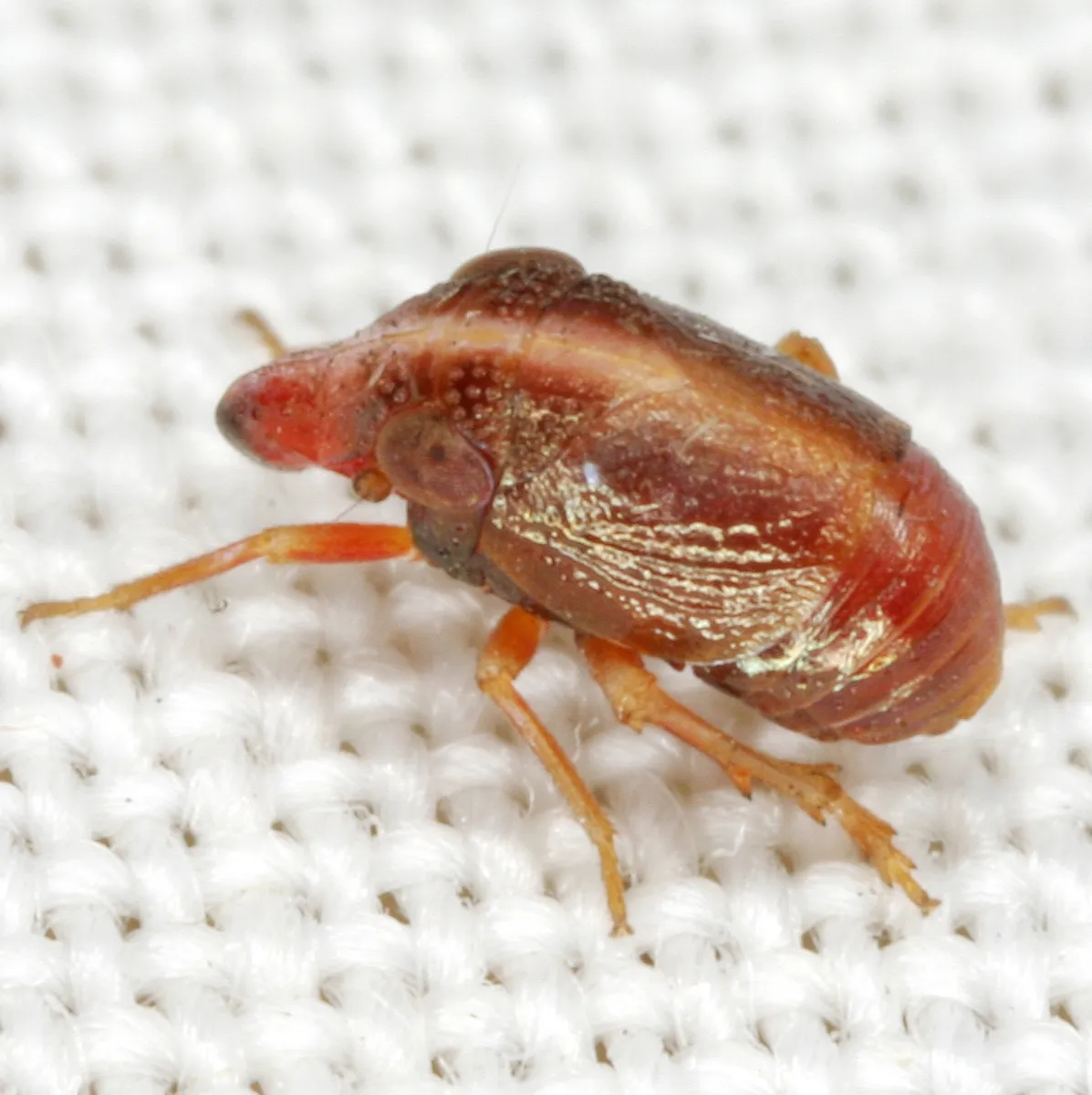 Bruchomorpha rosea
