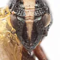 Bruchomorpha suturalis