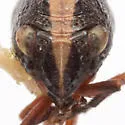 Bruchomorpha suturalis - photo 3