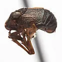 Bruchomorpha suturalis - photo 4