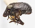 Bruchomorpha tenebrosa