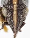 Bruchomorpha tenebrosa - photo 3