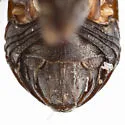Bruchomorpha tenebrosa - photo 4
