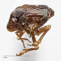 Bruchomorpha tenebrosa - photo 5