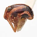 Bruchomorpha triunata