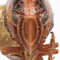 Bruchomorpha triunata - photo 3