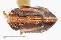 Bruchomorpha triunata - photo 4