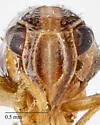 Bruchomorpha triunata - photo 5