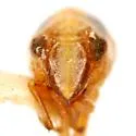 Bruchomorpha vittata