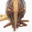 Bruchomorpha vittata - photo 4