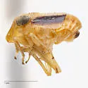 Bruchomorpha vittata - photo 5