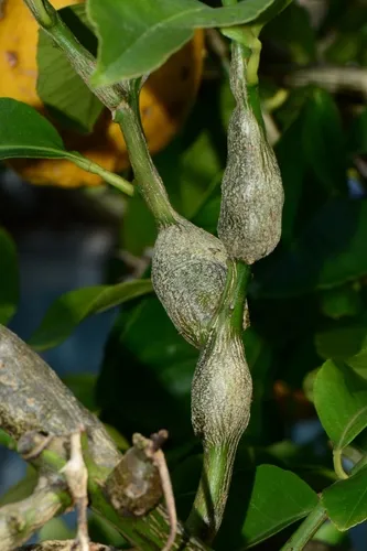 citrus gall wasp