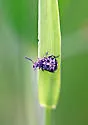 Bruchus affinis