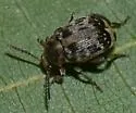 Bruchus affinis - photo 2