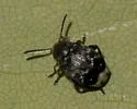 Bruchus affinis - photo 3