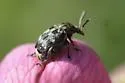 Bruchus affinis - photo 4