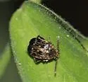 Bruchus affinis - photo 5