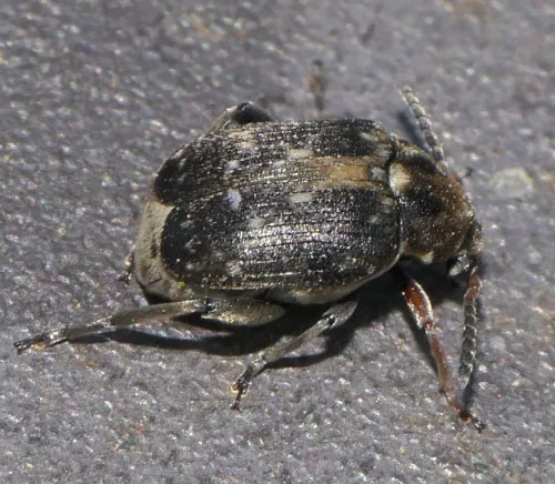 Bruchus atomarius