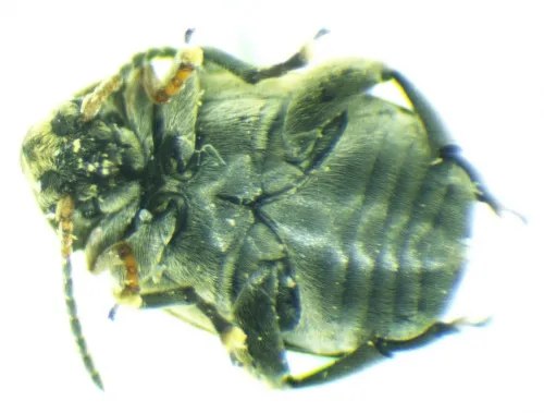 Bruchus atomarius - photo 2