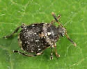 Vetch Bruchid