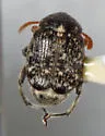 Vetch Bruchid - photo 2